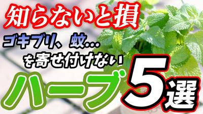 100万再生突破!!【初心者向けハーブ】園芸店長が選ぶお庭、食用、虫除けのおすすめ最強ハーブ5選！ました