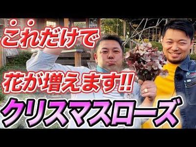 【園芸コラボ】あのクリスマスローズのプロが参戦！？意外と知らない管理方法を大公開！