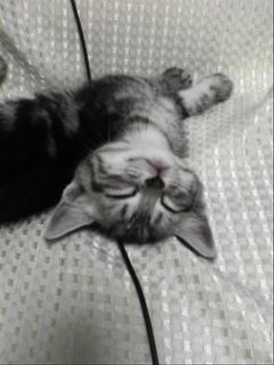 子猫時代の写真のワンショット