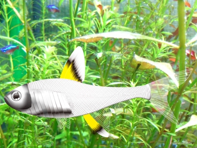 熱帯魚：プリステラ