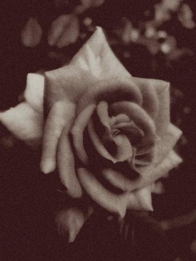 夜に美しく咲いている薔薇