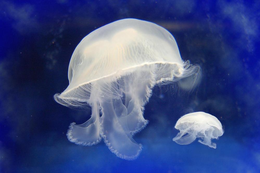 Jellyfish