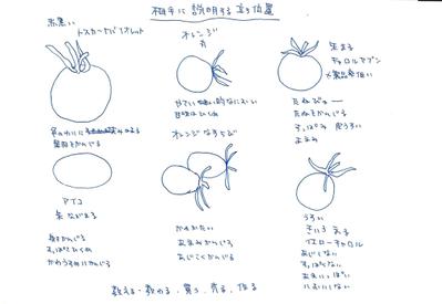 トマト食べ比べ（下書き)