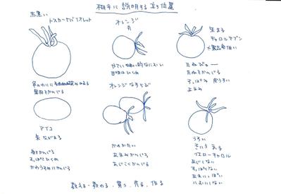 トマト食べ比べ（下書き)