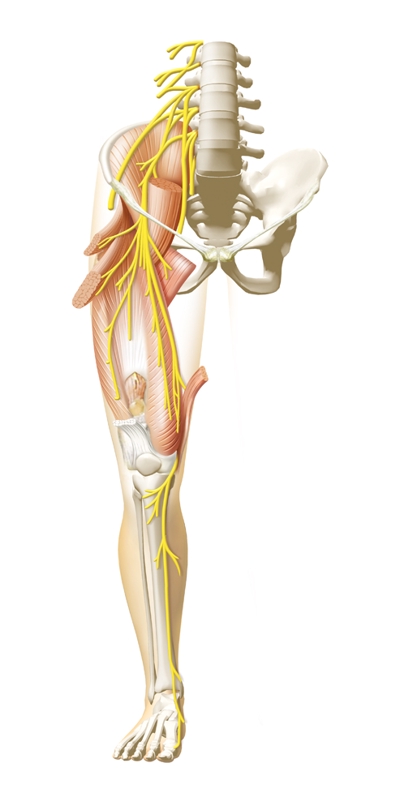 大腿神経