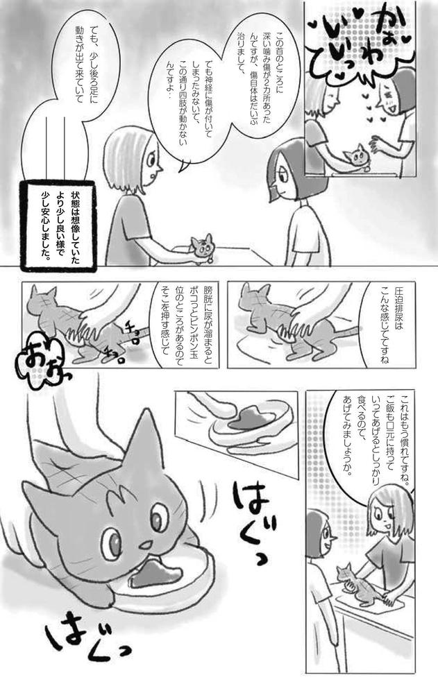 ライフワークの保護猫活動を、漫画にしました