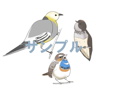 野鳥の紹介のため鳥のイラストを制作しました