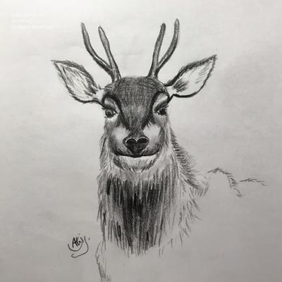 鹿のスケッチをしました