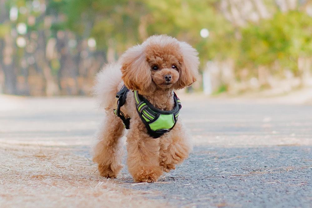 犬用ペットハーネスの商品撮影をさせていただきました