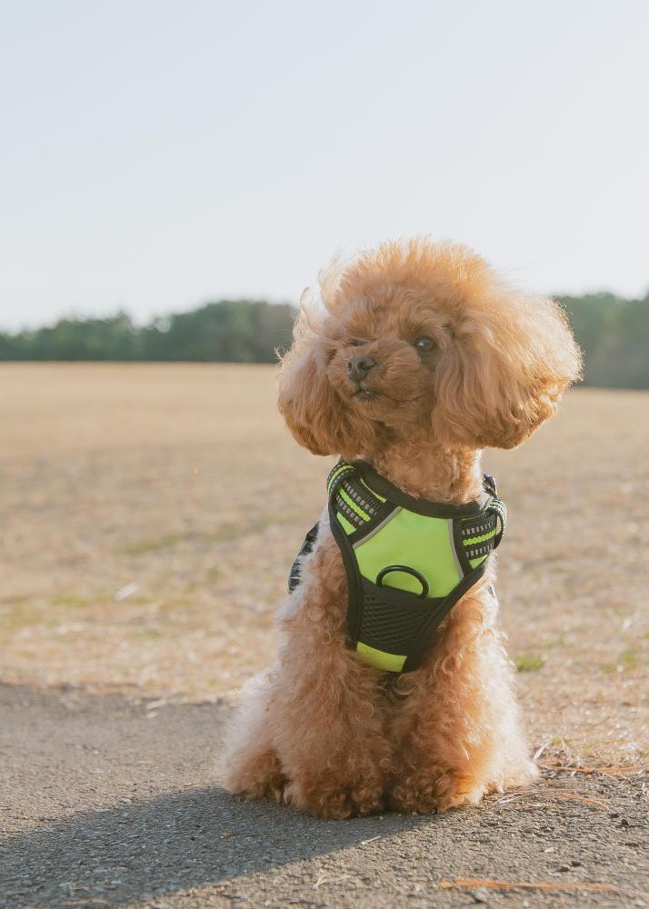 犬用ペットハーネスの商品撮影をさせていただきました