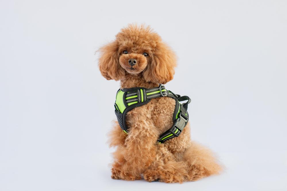 犬用ペットハーネスの商品撮影をさせていただきました