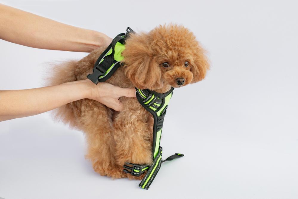 犬用ペットハーネスの商品撮影をさせていただきました