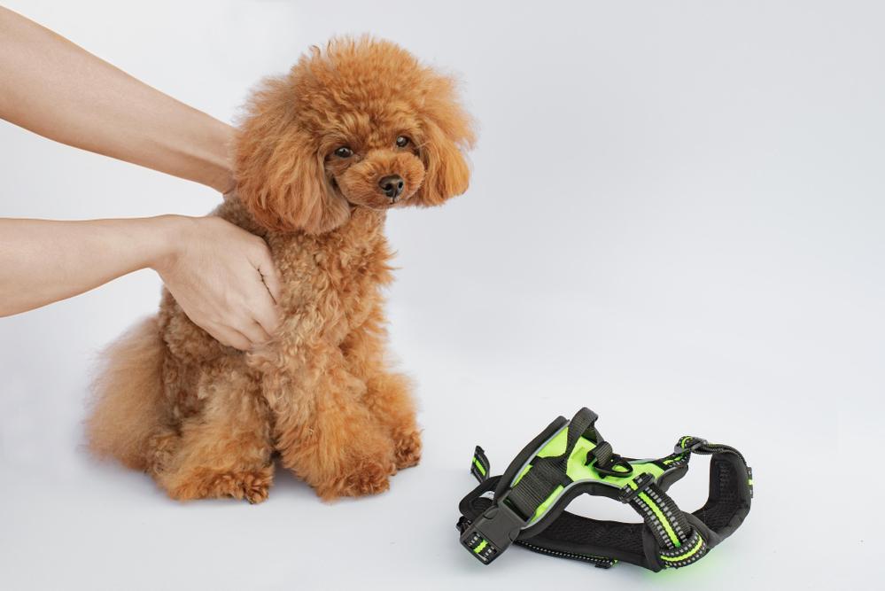 犬用ペットハーネスの商品撮影をさせていただきました