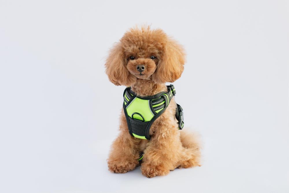 犬用ペットハーネスの商品撮影をさせていただきました