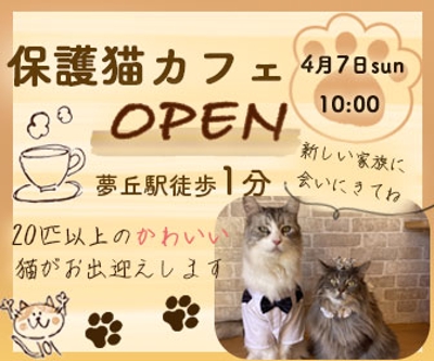 【練習課題】保護猫カフェのオープン告知のバナーを作成しました
