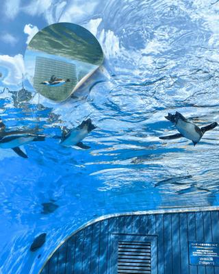 水族館に行った時の写真で動画を作りました