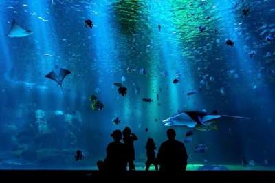 水族館の魅力を伝える紹介文をリライトしました