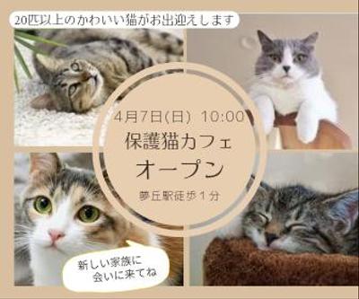 保護猫カフェオープンの告知
ました