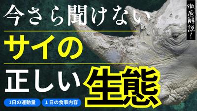 解説系動画の制作をしました