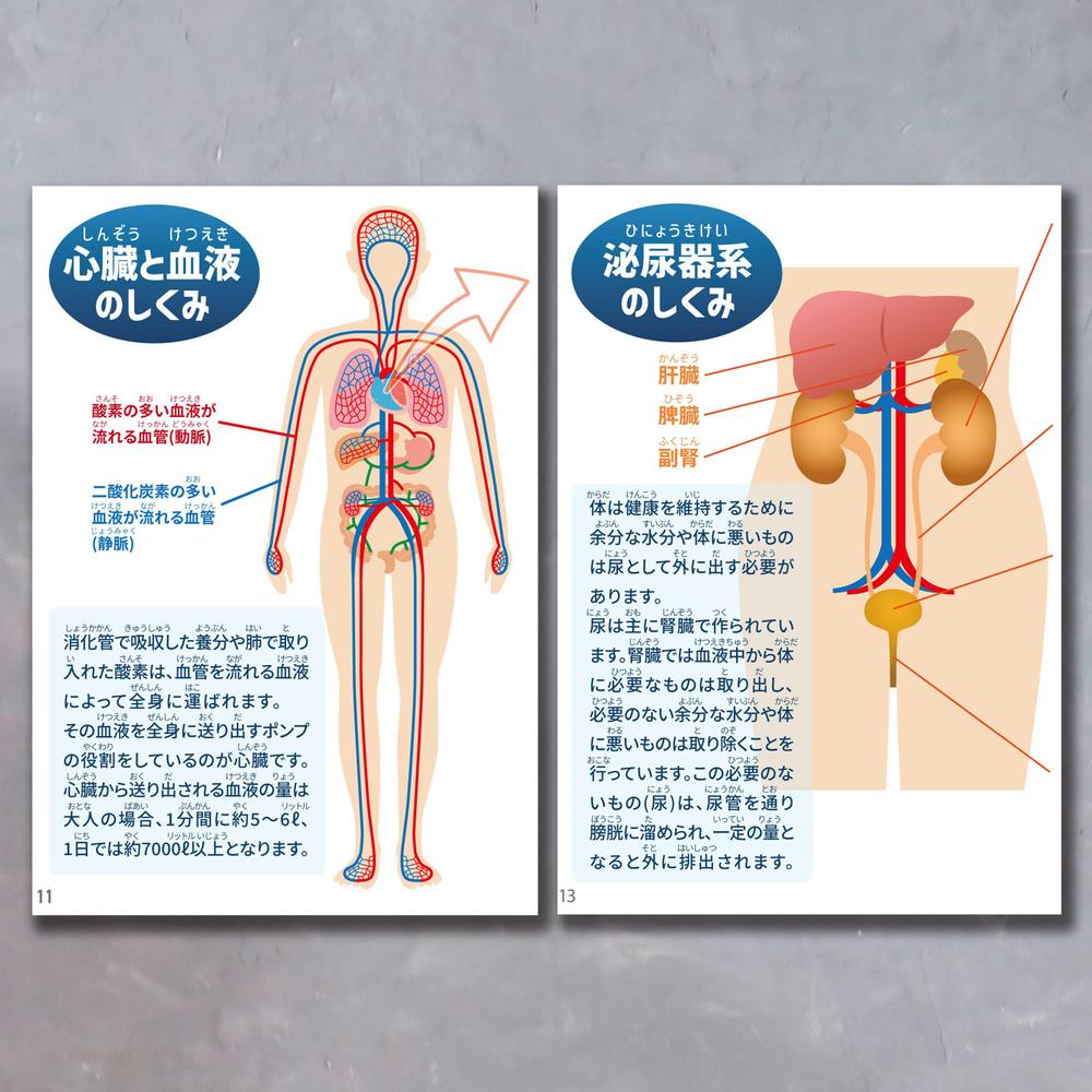 人体模型のイラスト付き取扱説明書を制作致しました