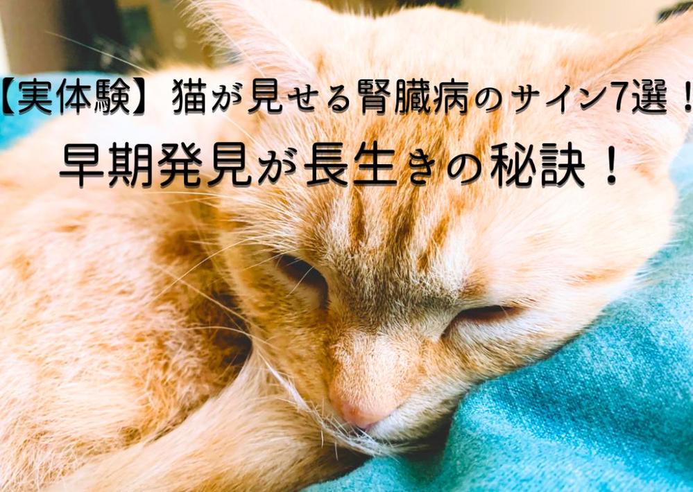 【実体験】猫が見せる腎臓病のサイン7選！早期発見が長生きの秘訣！について執筆しました