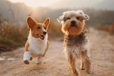 飼いやすい犬種５選

ました