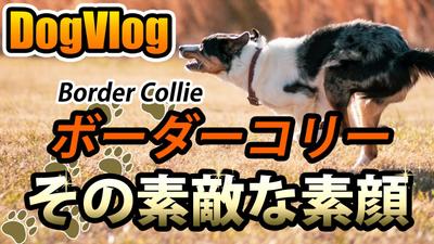 YouTube動画「【DogVlog】ボーダーコリー - その素敵な笑顔」を製作しました