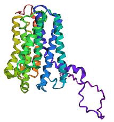 Alapha fold2を用いたタンパク質の描写をしました