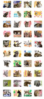 猫の写真を使ったLineスタンプを制作しました