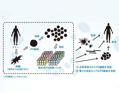 科学情報解説のためのインフォグラフィックを制作しました