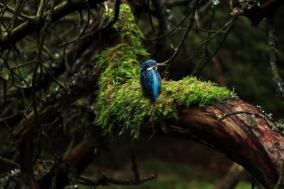 鳥の画像と背景（木）の画像を合成しました