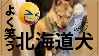 天然記念物に指定されている絶滅危惧種、北海道犬の保護活動のためショート動画を作成しました