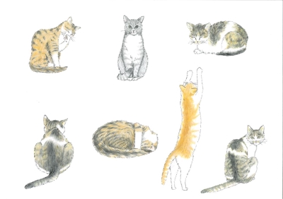 いろんなポーズの猫を描きました