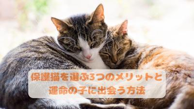 「保護猫を選ぶ3つのメリットと運命の子に出会う方法」を書き

ました