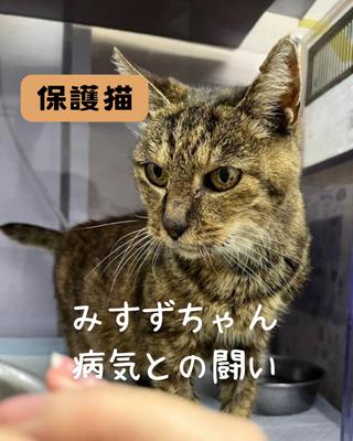 保護猫
ました