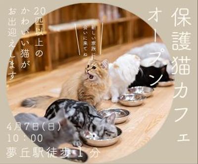 架空の保護猫カフェのオープン告知を作成しました