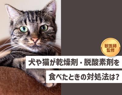 動物・獣医療の記事を執筆いたしました