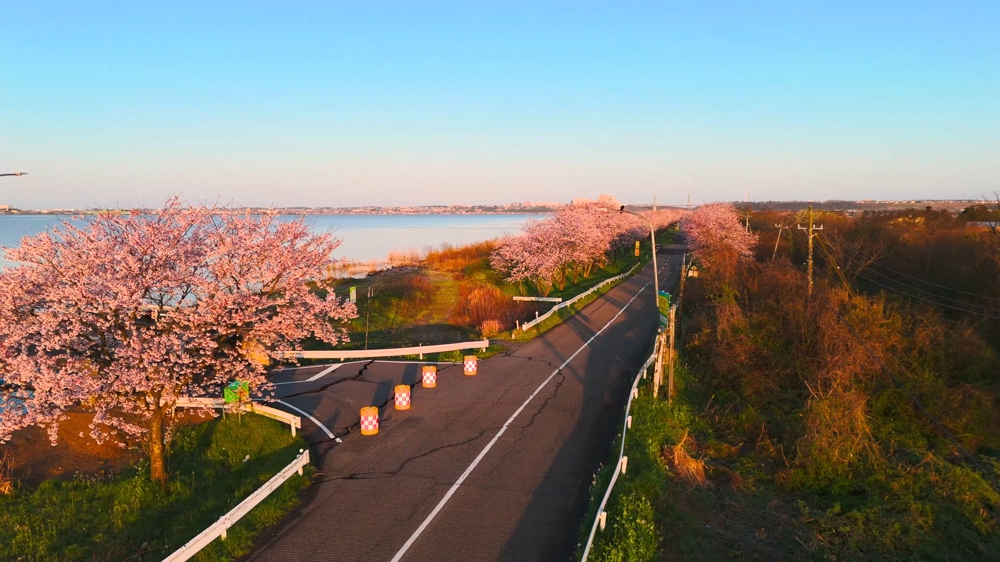 震災の被害を受けた石川県の桜をドローンで撮影しました