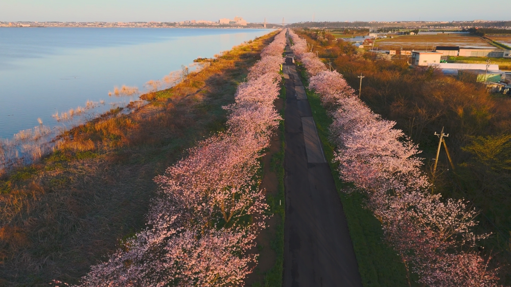 震災の被害を受けた石川県の桜をドローンで撮影しました