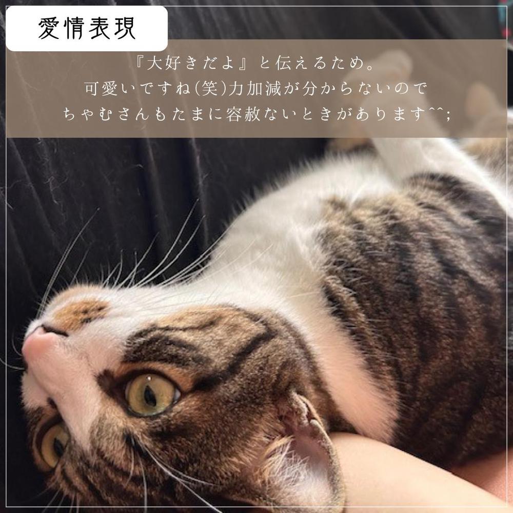 動物系Instagramアカウントで猫全般の制作をしました