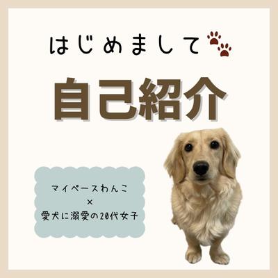 愛犬のしつけ、日常をInstagramで毎日発信していました