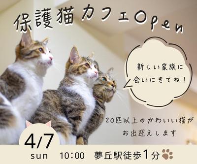 保護猫カフェオープンのご案内バナーを制作しました