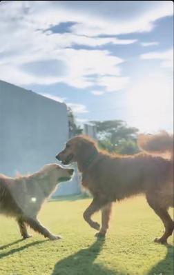 犬との日常をおしゃれに編集しました