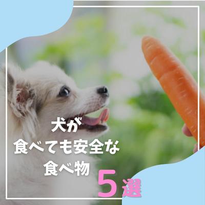 犬系TikTokアカウントました