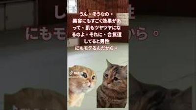 猫ミームのショート動画をアップしました