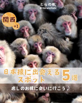 関西の動物ふれあいスポット紹介のアカウント運用しました