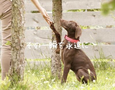 愛犬の1歳の誕生日を記念したバースデームービーを作成しました