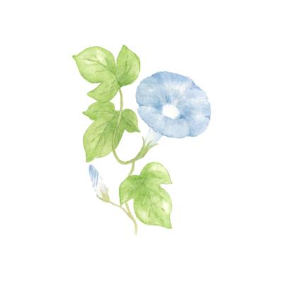 朝顔のイラストを制作しました