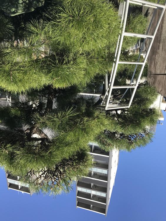 植木屋としての仕事と情熱ました