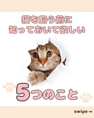 Instagramで猫について知ってもらうためまたアカウントに興味を持ってもらうため投稿画像を作成しました